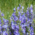 Penstemon venustus - Venus penstemon, elegant penstemon