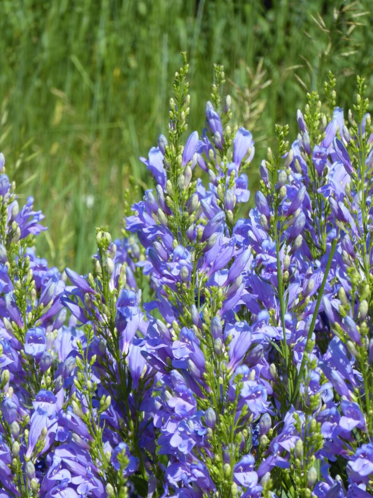 Penstemon venustus - Venus penstemon, elegant penstemon