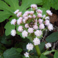 Petasites frigidus var. palmatus