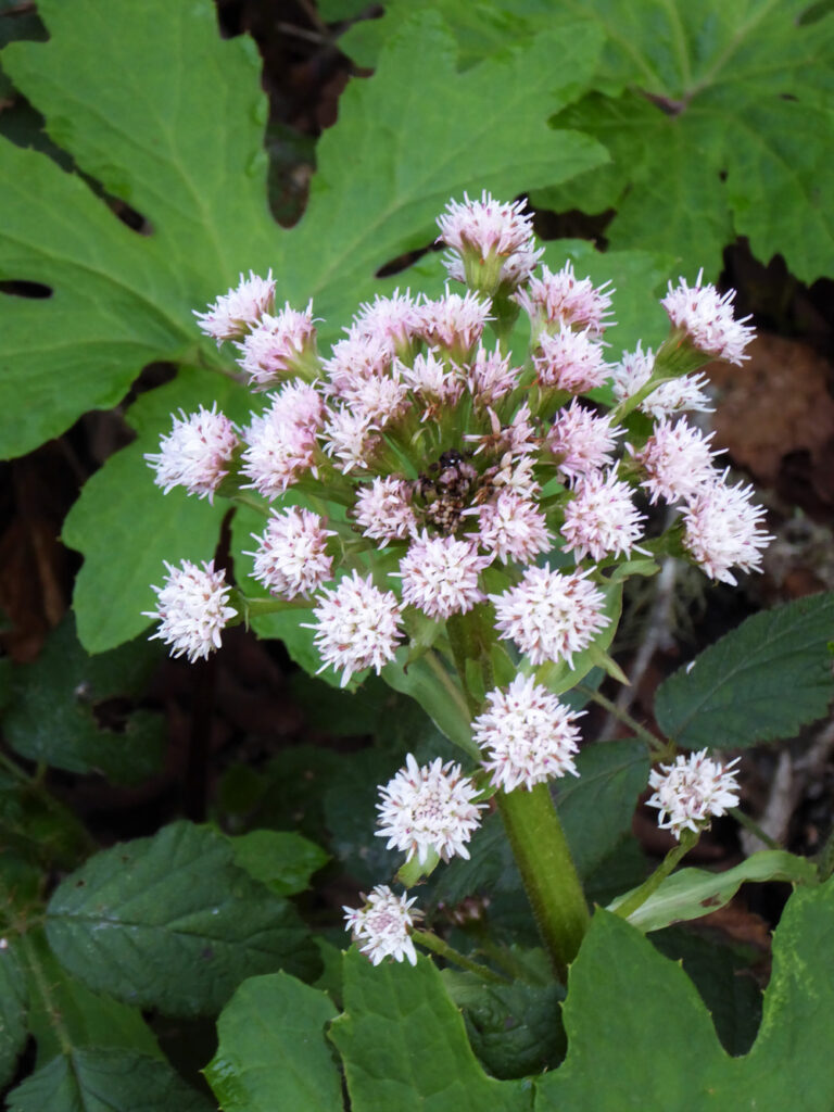 Petasites frigidus var. palmatus - western coltsfoot
