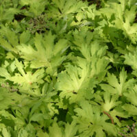 Petasites palmatus 'Golden Palms' - golden western coltsfoot