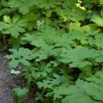 Petasites frigidus var. palmatus - western coltsfoot