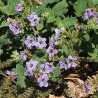 Phacelia bolanderi
