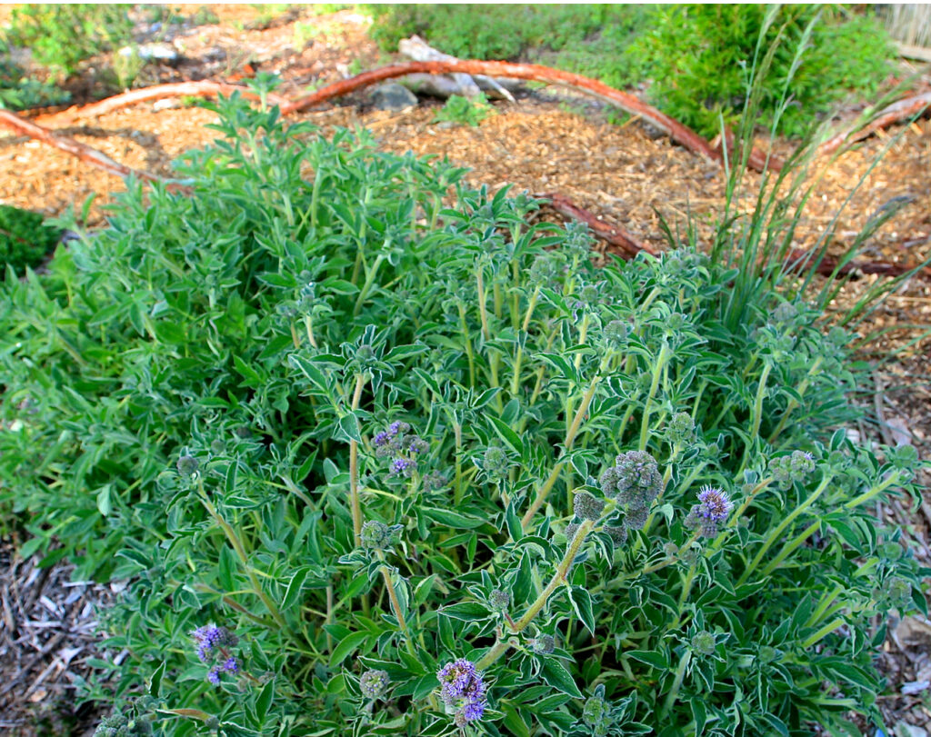 Phacelia californica - California phacelia