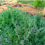 Phacelia californica - California phacelia
