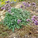 Phacelia californica - California phacelia
