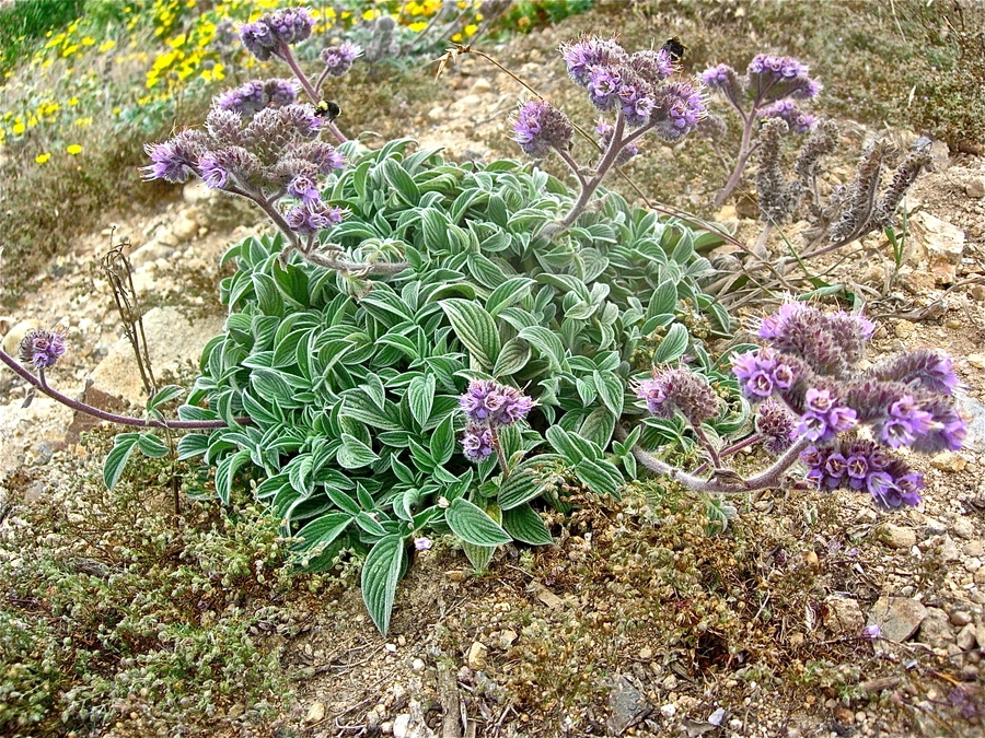 Phacelia californica - California phacelia