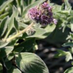 Phacelia californica - California phacelia