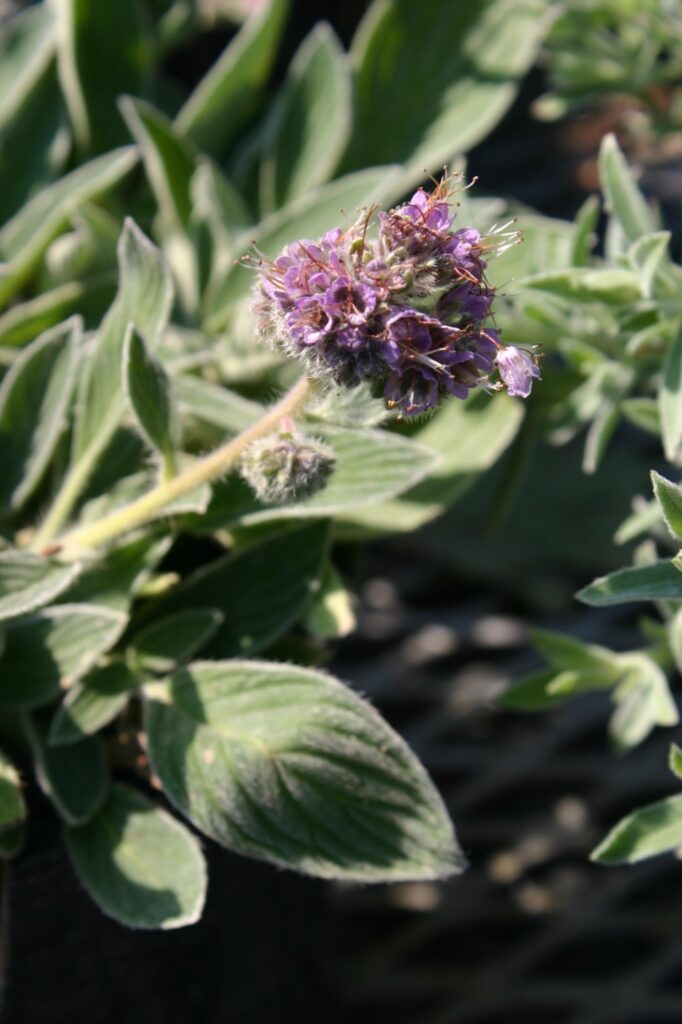 Phacelia californica - California phacelia