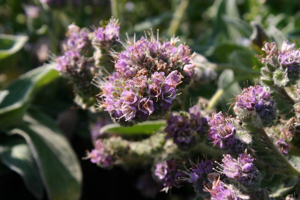 Phacelia californica - California phacelia