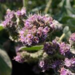 Phacelia californica - California phacelia