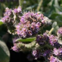 Phacelia californica