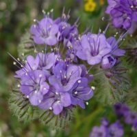 Phacelia tanacetifolia