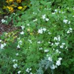 Philadelphus lewisii 'Marjorie Schmidt' - western mock orange