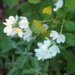 Philadelphus lewisii 'Marjorie Schmidt' - western mock orange