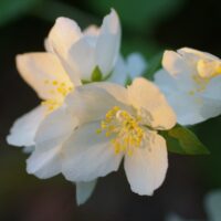Philadelphus lewisii ‘Marjorie Schmidt’