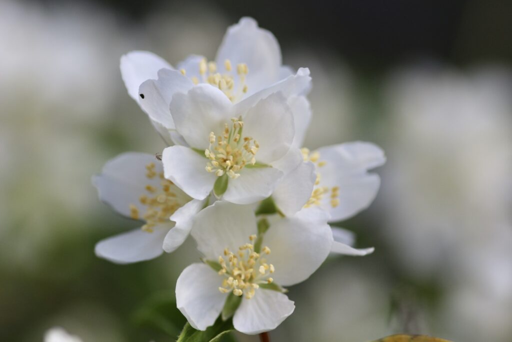 Philadelphus lewisii - western mock orange