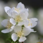 Philadelphus lewisii - western mock orange
