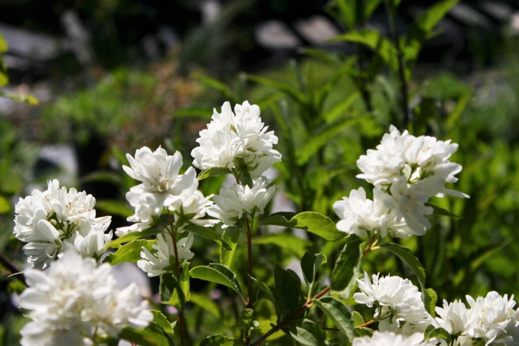 Philadelphus lewisii 'Goose Creek' - western mock orange