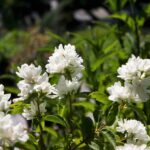 Philadelphus lewisii 'Goose Creek' - western mock orange