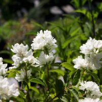 Philadelphus lewisii ‘Goose Creek’