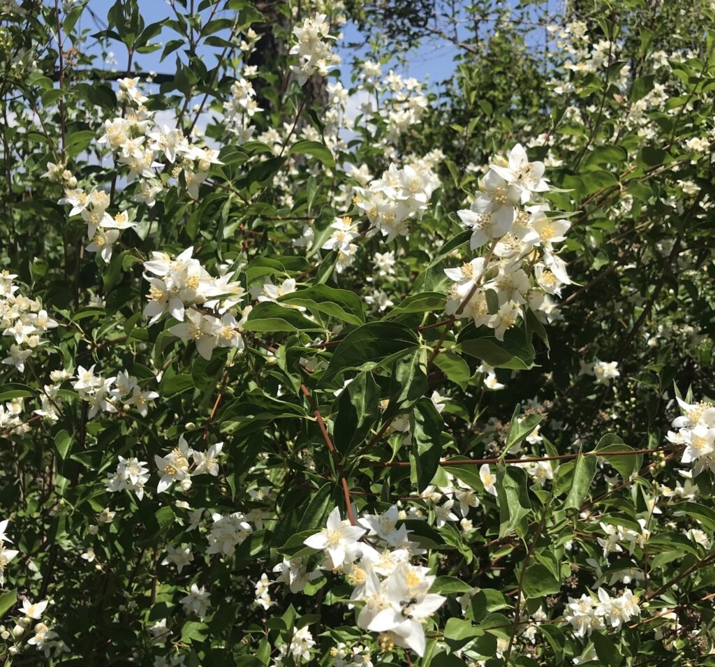 Philadelphus lewisii - western mock orange
