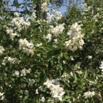 Philadelphus lewisii - western mock orange