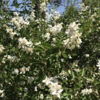 Philadelphus lewisii