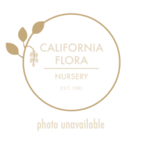 Vitis vinifera 'Purpurea' -