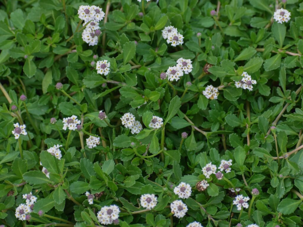 Phyla nodiflora - lippia / turkey tangle frog fruit