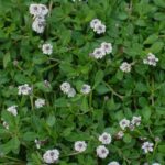 Phyla nodiflora - lippia / turkey tangle frog fruit