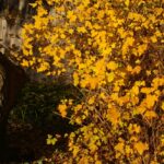 Physocarpus capitatus - western ninebark