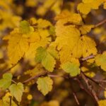 Physocarpus capitatus - western ninebark
