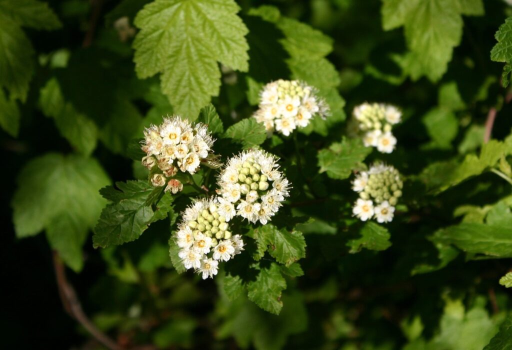 Physocarpus capitatus - western ninebark