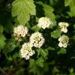 Physocarpus capitatus - western ninebark