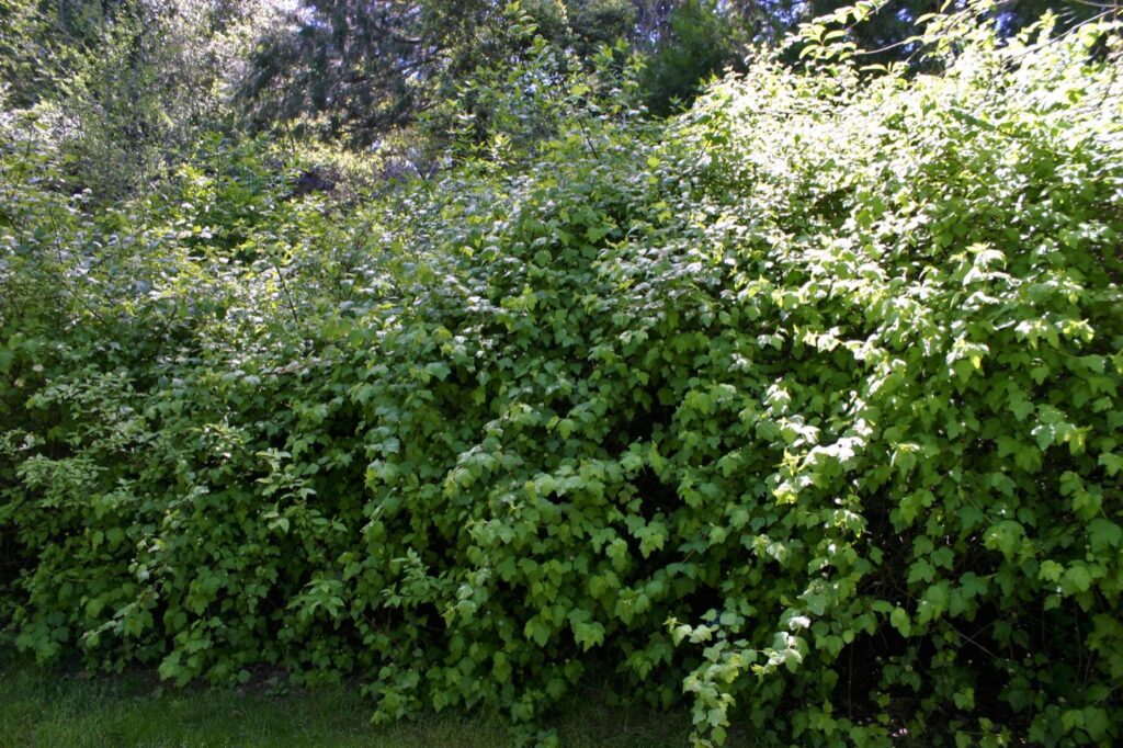 Physocarpus capitatus - western ninebark