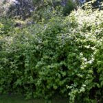 Physocarpus capitatus - western ninebark