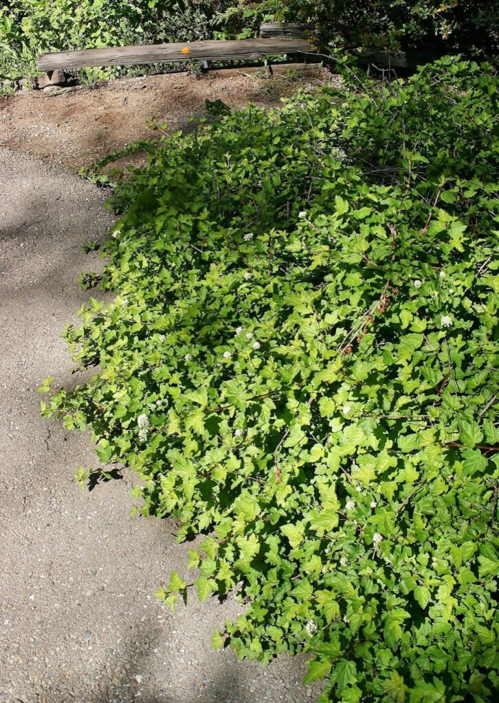 Physocarpus capitatus 'Tilden Park' - prostrate western ninebark