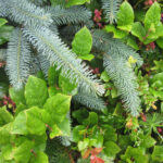 Picea sitchensis - Sitka spruce