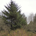 Picea sitchensis - Sitka spruce