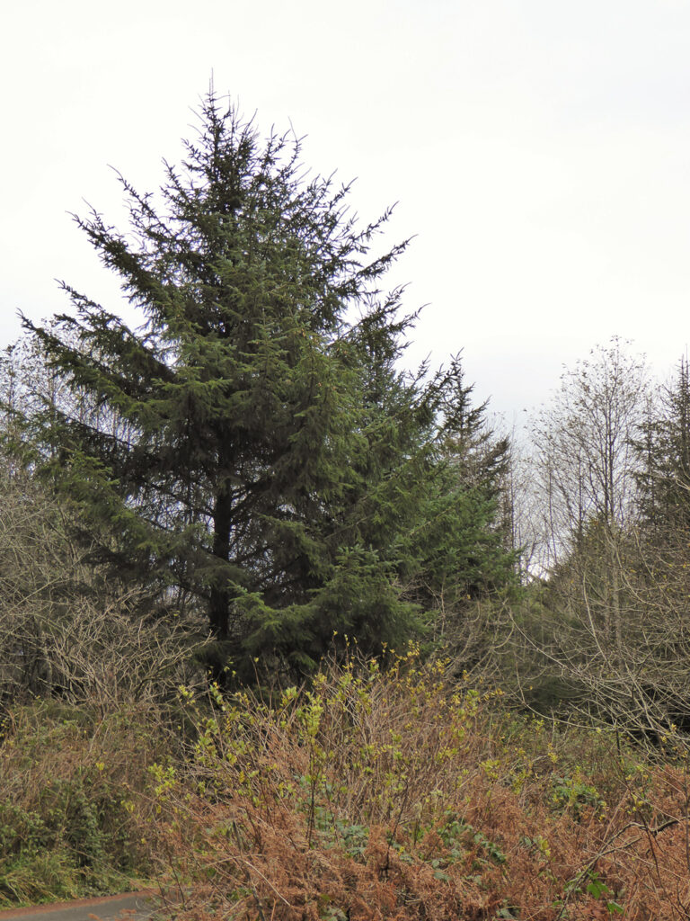 Picea sitchensis - Sitka spruce