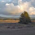 Picea sitchensis - Sitka spruce
