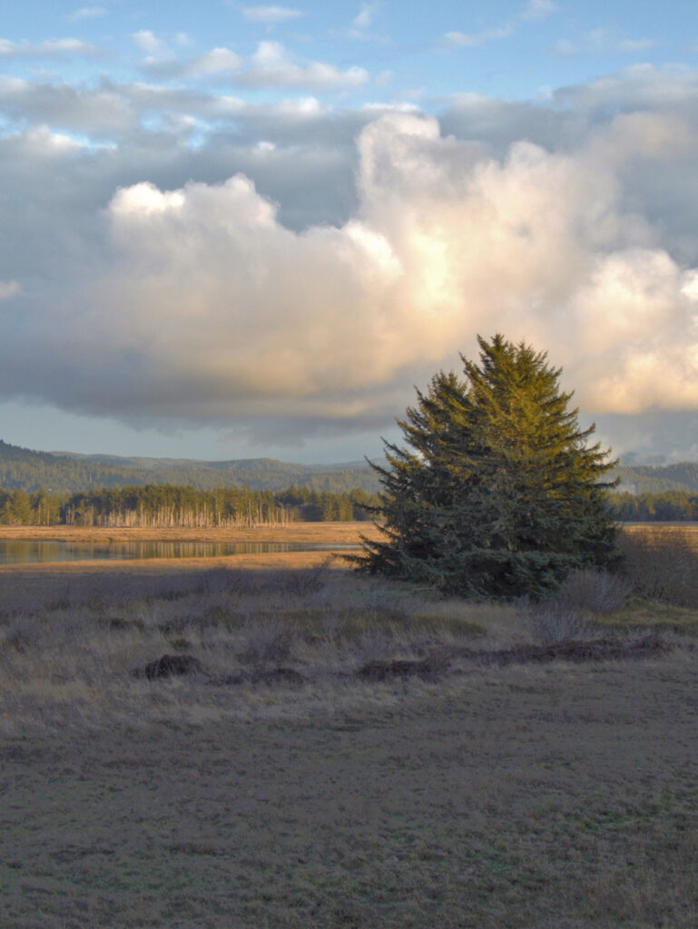 Picea sitchensis - Sitka spruce