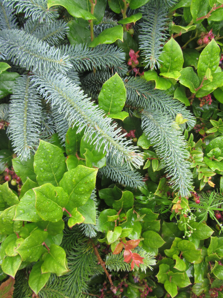 Picea sitchensis - Sitka spruce