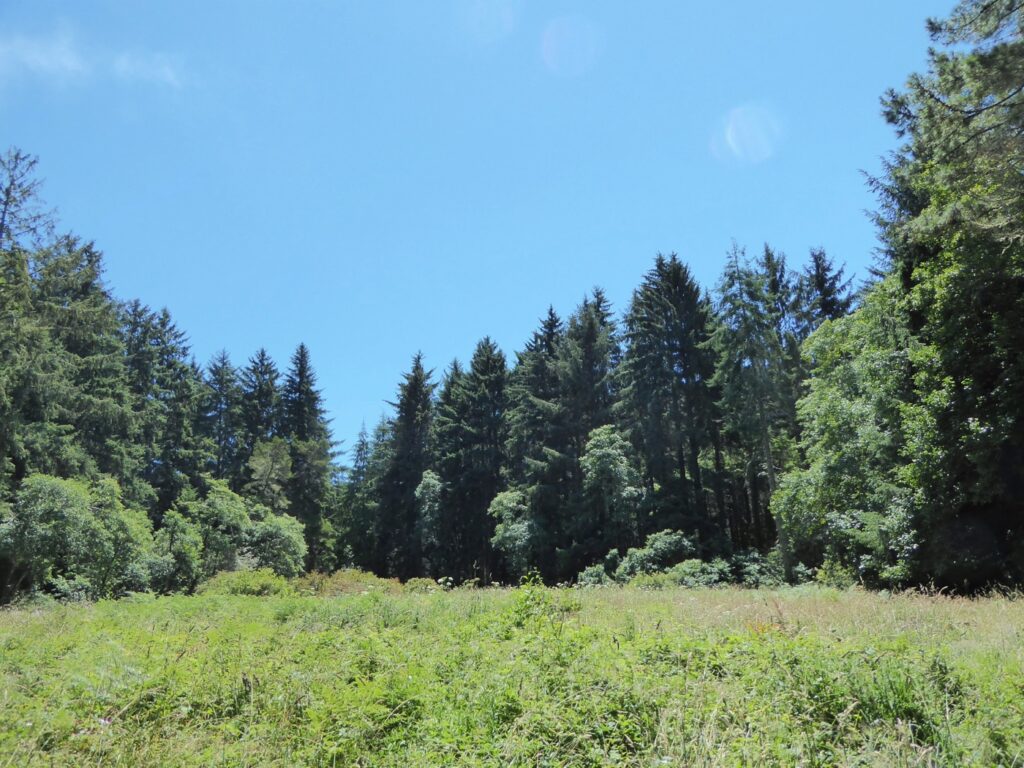Picea sitchensis - Sitka spruce