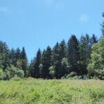Picea sitchensis - Sitka spruce