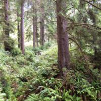 Picea sitchensis - Sitka spruce