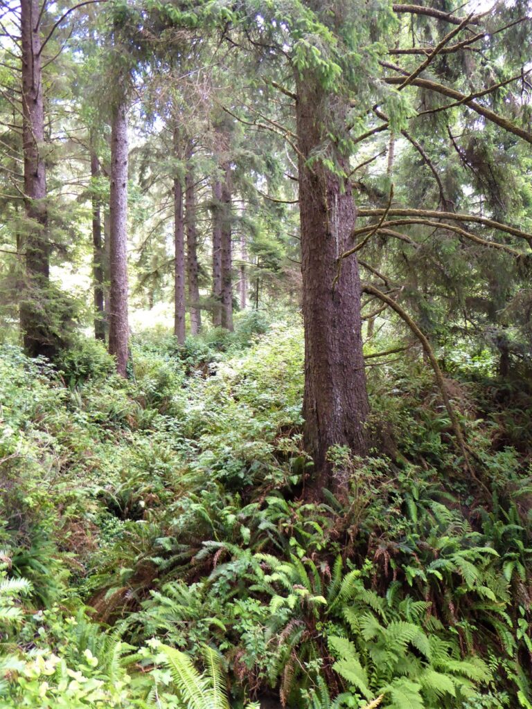 Picea sitchensis - Sitka spruce