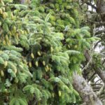 Picea sitchensis - Sitka spruce