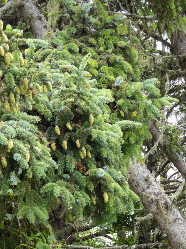 Picea sitchensis - Sitka spruce